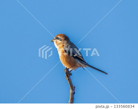 枝にとまるモズ・百舌鳥 枝にとまるモズ・百舌鳥 133560834