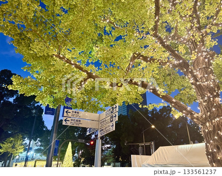 横浜イルミネーション_ライトアップされた日本大通り_神奈川県庁本庁舎_キングの塔 133561237