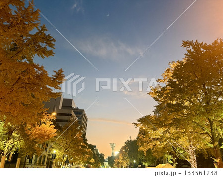 横浜イルミネーション_ライトアップされた日本大通り_神奈川県庁本庁舎_キングの塔 133561238