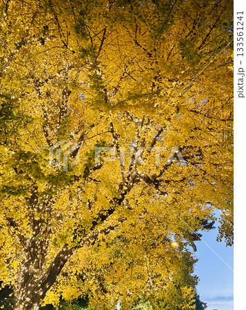 横浜イルミネーション_ライトアップされた日本大通り_神奈川県庁本庁舎_キングの塔 横浜イルミネーション_ライトアップされた日本大通り_神奈川県庁本庁舎_キングの塔 133561241