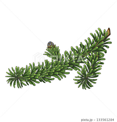 Balsam fir tree branch with small blue cone vector hand drawn, conifer evergreen plant, Christmas decoration sketch Balsam fir tree branch with small blue cone vector hand drawn, conifer evergreen plant, Christmas decoration sketch 133561284