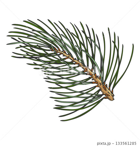 Scots pine tree twig hand drawn vector illustration, conifer evergreen plant sprig, Christmas forest decoration Scots pine tree twig hand drawn vector illustration, conifer evergreen plant sprig, Christmas forest decoration 133561285