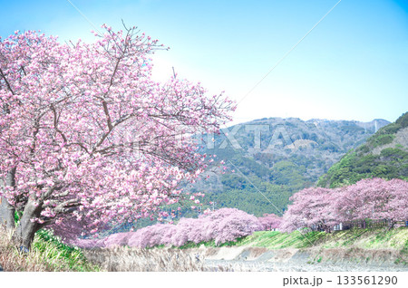 川沿いの河津桜並木 川沿いの河津桜並木 133561290