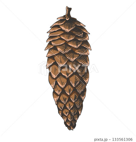 Siberian fir cone vector hand drawn illustration, brown pine cone botanical sketch, coniferous fragrance Xmas decoration 133561306