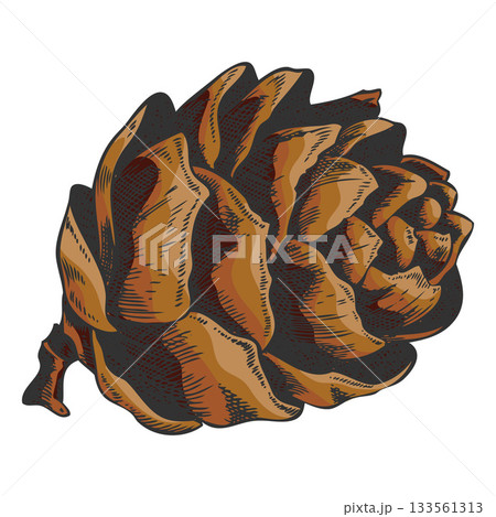 European Larch cone hand drawn vector, conifer tree brown cone botanical sketch, natural forest scent, Xmas decoration European Larch cone hand drawn vector, conifer tree brown cone botanical sketch, natural forest scent, Xmas decoration 133561313