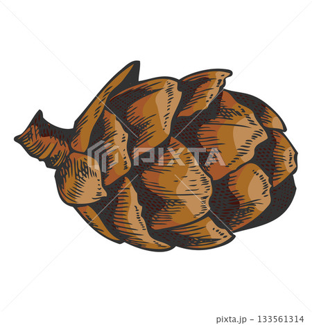 European Larch cone hand drawn, conifer tree brown cone botanical vector sketch, natural forest scent, Xmas decoration European Larch cone hand drawn, conifer tree brown cone botanical vector sketch, natural forest scent, Xmas decoration 133561314