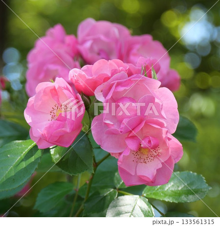 美しいピンクのバラ 美しいピンクのバラ 133561315