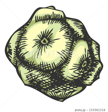 Cypress cone hand drawn vector illustration, conifer tree green cone botanical sketch, woody forest coniferous fragrance 133561318