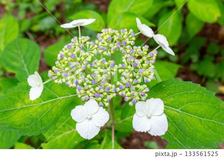 アジサイ【品種：甘茶（アマチャ）】 133561525