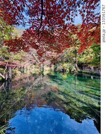 出流原弁天池に映える紅葉_ 日本名水百選_ 栃木県の天然記念物 出流原弁天池に映える紅葉_ 日本名水百選_ 栃木県の天然記念物 133561767