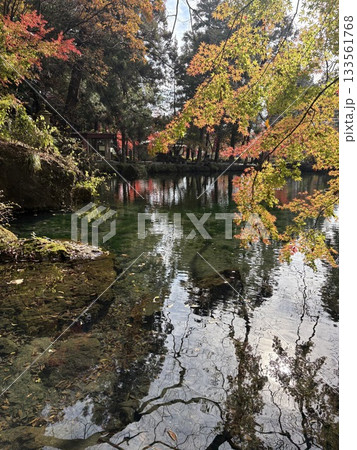 出流原弁天池に映える紅葉_ 日本名水百選_ 栃木県の天然記念物 出流原弁天池に映える紅葉_ 日本名水百選_ 栃木県の天然記念物 133561768