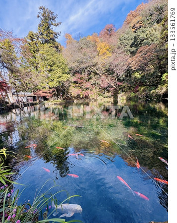 出流原弁天池に映える紅葉_ 日本名水百選_ 栃木県の天然記念物 133561769