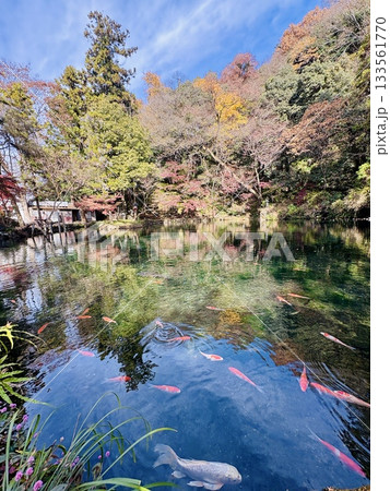 出流原弁天池に映える紅葉_ 日本名水百選_ 栃木県の天然記念物 133561770