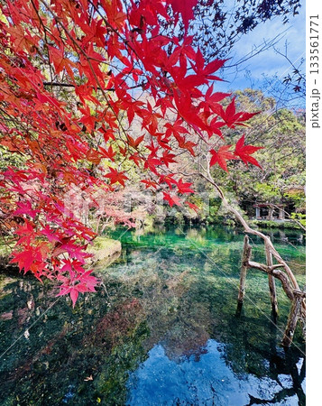 出流原弁天池に映える紅葉_ 日本名水百選_ 栃木県の天然記念物 133561771