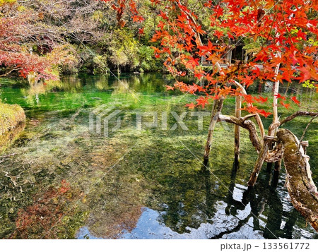 出流原弁天池に映える紅葉_ 日本名水百選_ 栃木県の天然記念物 出流原弁天池に映える紅葉_ 日本名水百選_ 栃木県の天然記念物 133561772