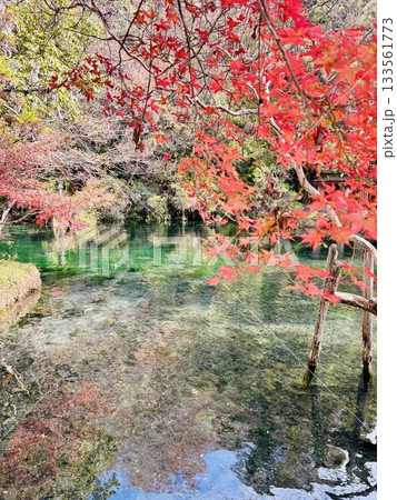 出流原弁天池に映える紅葉_ 日本名水百選_ 栃木県の天然記念物 出流原弁天池に映える紅葉_ 日本名水百選_ 栃木県の天然記念物 133561773