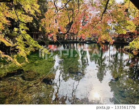 出流原弁天池に映える紅葉_ 日本名水百選_ 栃木県の天然記念物 133561776