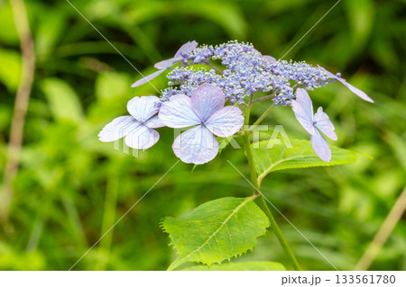 アジサイ【品種：トカラの空（トカラノソラ）】 133561780