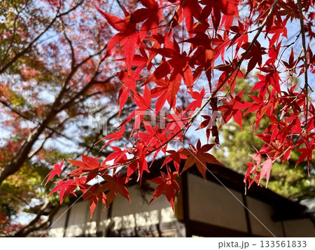 出流原涌釜神社に映える紅葉_ 日本名水百選_ 栃木県の天然記念物 出流原涌釜神社に映える紅葉_ 日本名水百選_ 栃木県の天然記念物 133561833