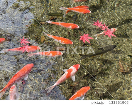 出流原弁天池_紅葉と鯉_ 日本名水百選_ 栃木県の天然記念物 出流原弁天池_紅葉と鯉_ 日本名水百選_ 栃木県の天然記念物 133561905