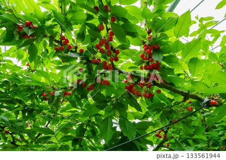 250623さくらんぼ 133561944