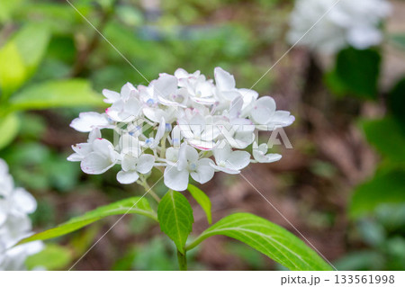 アジサイ【品種:紅てまり(ベニテマリ)】 アジサイ【品種:紅てまり(ベニテマリ)】 133561998