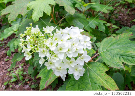 アジサイ【品種:スノーフレーク】 アジサイ【品種:スノーフレーク】 133562232