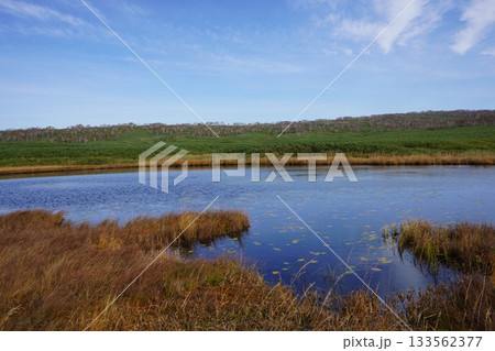 秋の雨竜沼湿原に広がるコウホネ 秋の雨竜沼湿原に広がるコウホネ 133562377