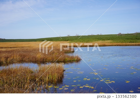 秋の雨竜沼湿原に広がるコウホネ 秋の雨竜沼湿原に広がるコウホネ 133562380