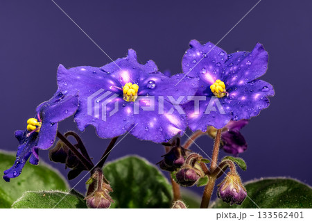 Deep Violet African Violets with Dew Drops on a Dark Background Deep Violet African Violets with Dew Drops on a Dark Background 133562401