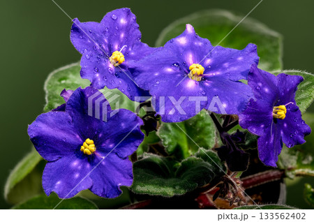 Starry African Violet Blooms with Dew Drops Against Green Background Starry African Violet Blooms with Dew Drops Against Green Background 133562402