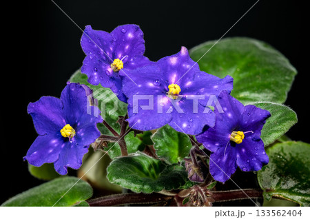 Purple African Violet Blooms with Dew Drops on Black Purple African Violet Blooms with Dew Drops on Black 133562404