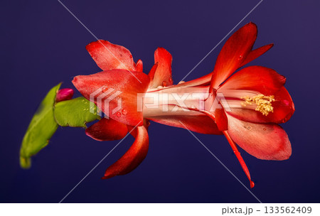 Vibrant Red Christmas Cactus Flower Horizontal Macro on Deep Blue Backdrop Vibrant Red Christmas Cactus Flower Horizontal Macro on Deep Blue Backdrop 133562409