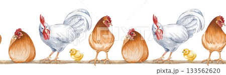 Watercolor seamless border depicting sitting and standing farm birds on a roost. Horizontal illustration of a poultry yard on an isolated background. Brown hens, white rooster and chickens on a roost 133562620