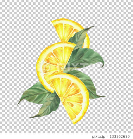 Watercolor Lemon sliced with green leaves. Yellow citrus cut in half fruit or juicy orange slice. Realistic watercolor hand drawn illustration for drink menu, cosmetic label design on isolated white 133562659