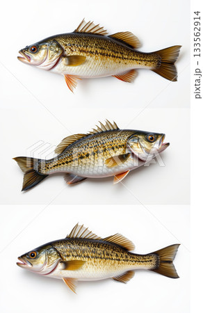 Fresh sea bass fish raw seafood whole fish white background studio closeup texture scales fins healthy culinary inspiration 133562914