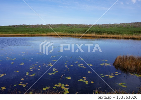 秋の雨竜沼湿原に広がるコウホネ 秋の雨竜沼湿原に広がるコウホネ 133563020