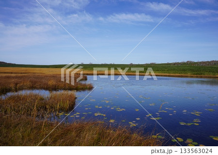 秋の雨竜沼湿原に広がるコウホネ 133563024
