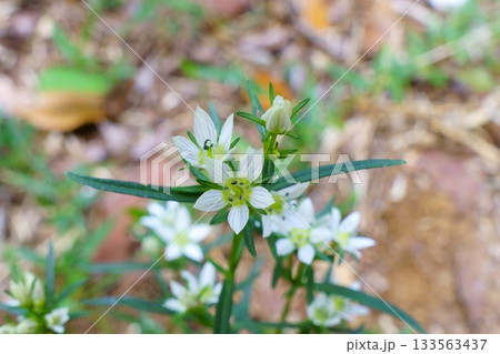秋の森に咲くセンブリの花 秋の森に咲くセンブリの花 133563437