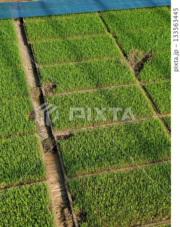ネズミに食い荒らされた稲の苗 ネズミに食い荒らされた稲の苗 133563445