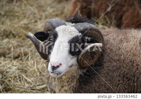 干し草と立派な巻き角の雄羊 133563462