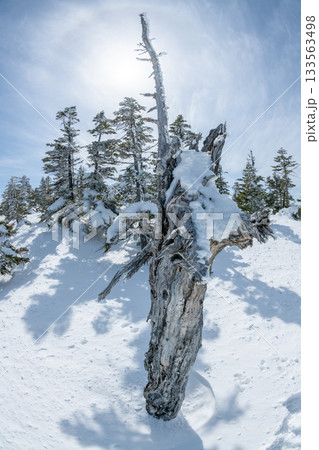 長野県 志賀高原 雪山の風景 長野県 志賀高原 雪山の風景 133563498
