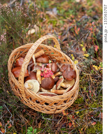 Wicker basket filled with wild edible mushrooms in forest 133563707