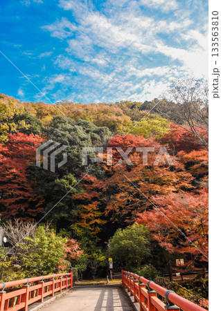 秋イメージ 京都清滝の紅葉 秋イメージ 京都清滝の紅葉 133563810