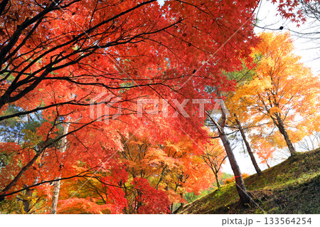 もみじ湖の素晴らしい紅葉 もみじ湖の素晴らしい紅葉 133564254