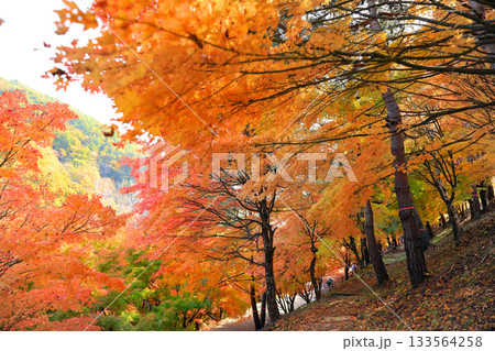 もみじ湖の素晴らしい紅葉 もみじ湖の素晴らしい紅葉 133564258