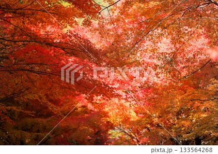 もみじ湖の素晴らしい紅葉 133564268