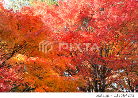 もみじ湖の素晴らしい紅葉 もみじ湖の素晴らしい紅葉 133564272