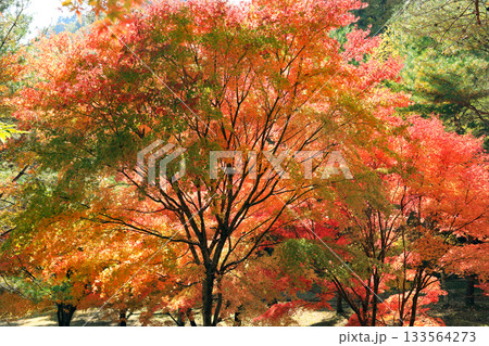もみじ湖の素晴らしい紅葉 133564273