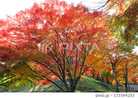 もみじ湖の素晴らしい紅葉 133564283